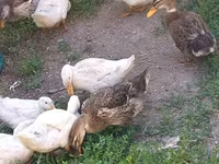 Ducks — Foto 1