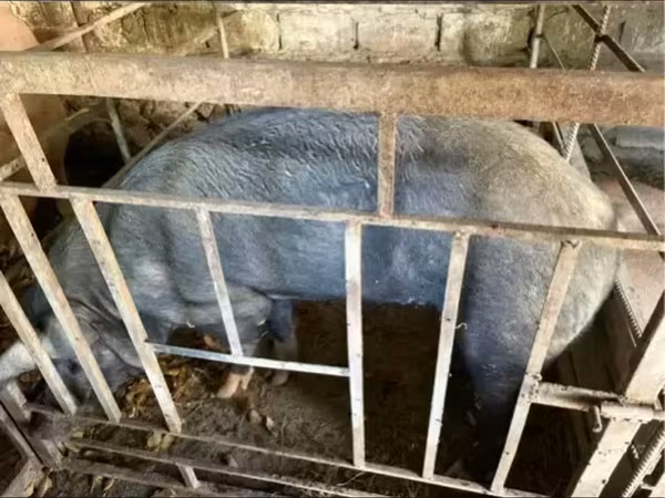 Eber, Schweine
