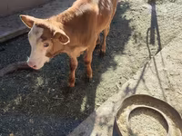 Skot (série, pohlaví neuvedeno), Simmental cattle — foto 1