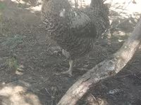斯洛文尼亚横斑母鸡 — 照片 3