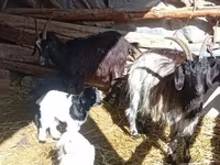 母山羊, Goats — 照片 1