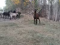 Ram, Sheep — photo 3