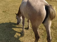 Mare, Azerbaijan horse — photo 4