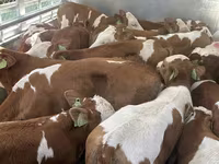 ثور, Simmental cattle — الصورة 1