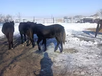 At, Yakutian horse — foto 3