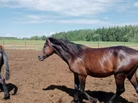 Horse (M), Kushum Horse — photo 2