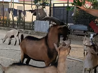 Keçi, Alpine goat — foto 3