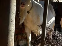Goat, Saanen goat — photo 3