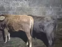Bulle, Aberdeen-Angus — Foto 7