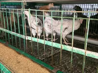 Chickens — Foto 6