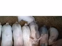 خنزيرة, Крупная белая — الصورة 2
