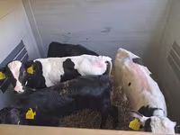 Býk, Simmental cattle — foto 7