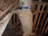 Dişi keçi, Saanen goat — foto 6