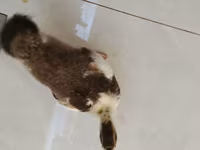 Ducks — 照片 4