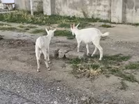 Dişi keçi, Keçilər — foto 5