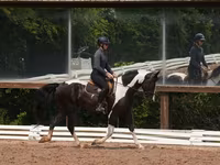 Hengst, Friesian — Foto 7