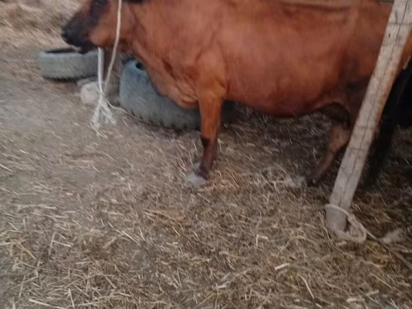 Cow, Cattle — Azerbaijan