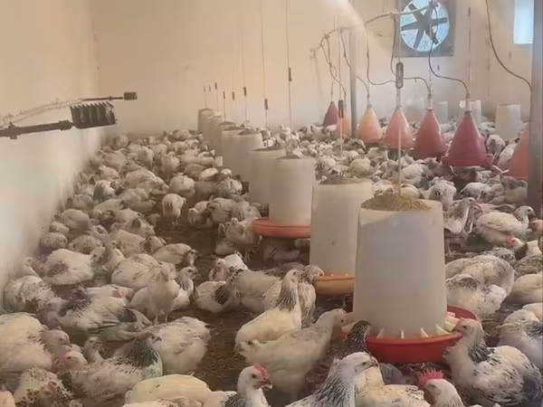 Chickens — Azerbaijan