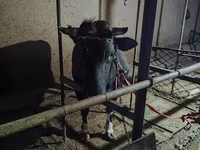 Vaca, Russian Black pied cattle — foto 2