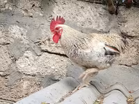 婆罗门鸡 — 照片 4