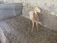 Qoç, Rhon sheep — foto 2