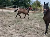 母马, Lipizzaner — 照片 8