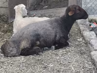Ram, Sheep — photo 5
