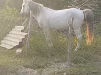 At, Azerbaijan horse — foto 1