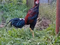 Chickens — foto 3