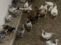 Chickens — photo 2