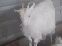 Goat, Goats — photo 1
