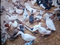 Ducks — الصورة 1