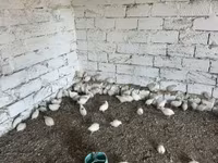 Kral bildirçini — foto 3