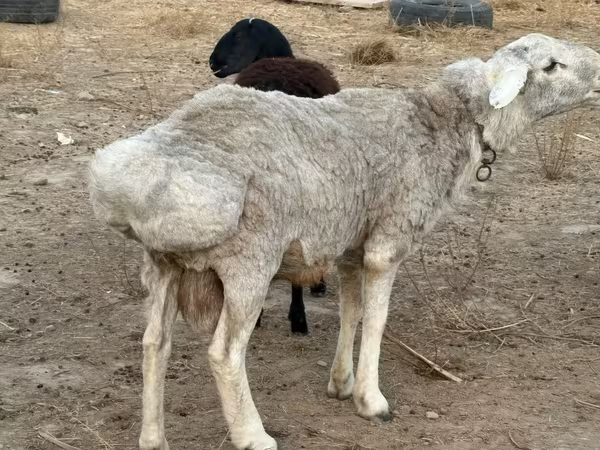 Кочкор, Койлор