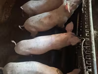 Säue, Schweine — Foto 4