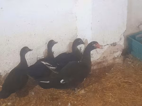 Ducks — Azərbaycan