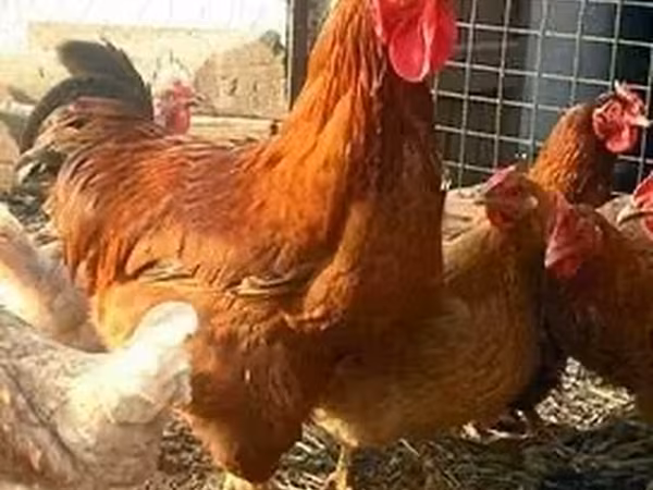 Chickens — أرمينيا