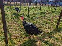 Turkeys — photo 3