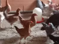 Chickens — foto 1