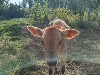 Bull, Swiss cattle — photo 1