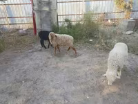 भेड़, भेड़ — फ़ोटो 2