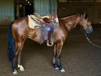 At, Quarter Horse — foto 5