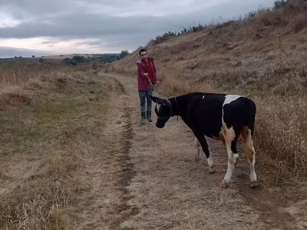 ثور, Russian Black pied cattle