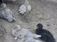 Ducks — الصورة 2
