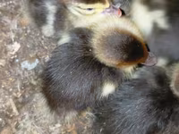 Ducks — फ़ोटो 3