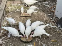Turkeys — الصورة 4
