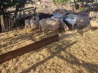 绵羊（批次，未指定性别）, Dorper sheep — 照片 2