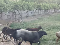 Baran, Edilbay sheep — zdjęcie 6