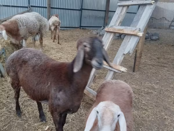 Qoyun, Arashan sheep