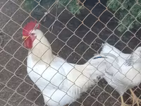 Dominante — foto 2
